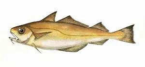 Marine Life In The 1800s Drucke: Trisopterus minutus, or Poor Cod