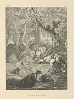 Elephant Illustration Drucke: A Tropical Bathing-Place