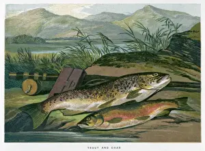 Ein Lachs und ein Hecht