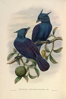 John Gould Prints Online Drucke: Trumpet Manucode