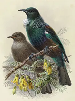 Jung und erwachsen TUI