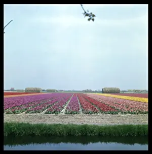 Blumenfelder aus Tulpen 1960er Jahre