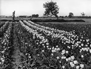 Blumenfelder