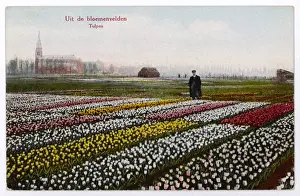 Springtime In Holland Drucke: Tulip Fields, Dutch
