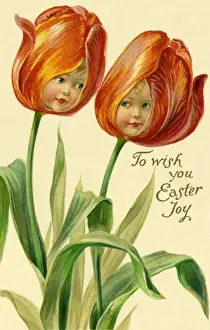 Die Tulpe blüht nach vorne