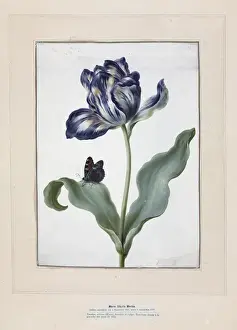 Tulip Illustration Drucke: Tulip and small tortoiseshell