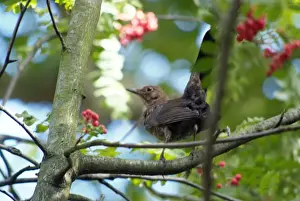 Turdus merula, gemeiner Schwarzkrahen