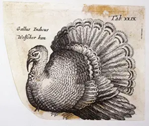 Birds Of Prey Art Drucke: Turkey (Johnstone)