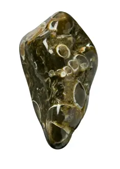Turritella Agate Drucke: Turritella agate