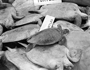 Turtens für Suppe