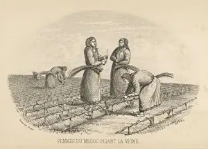 Wine Production Process Drucke: Twisting Vine, Medoc