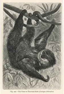 Animal Portraits Online Drucke: Two-Toed Sloth