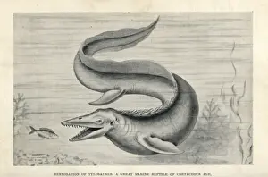 Prehistoric Marine Life Drucke: Tylosaurus proriger