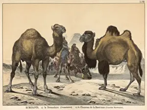 Drucke von Zwei Arten von Kamelen: Sumatraner (links) und Baktirianer (rechts) Trampeltier Drucke: Zwei Arten von Kamelen