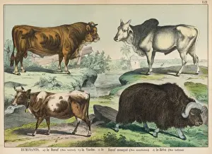 Vier Arten von Rindern