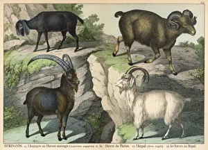 Drucke von Vier Arten von Ziegen sind die Kapre (Capra) oder Wilde Ziege, der Tibeter-Zigeunz (Tibetan Goat), das Bockhorn (Argali) und der Nepal-Zigeunz (Nepali Goat) Argali Drucke: Vier Arten von Ziegen