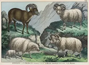 Mouflon Sheep Drucke: Three types of sheep