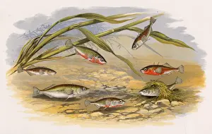 Drucke von Sechs Arten von Stickleback: Rumpenförmig oder Drei-Bohrstachelige (Gasterosteus aculeatus, auch als Barnstickle, Banstickle, Sharplin und Prickelwasser bekannt) Stichling Drucke: Sechs Arten von Knorpfschleichen