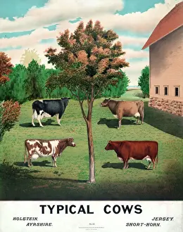 Rural Landscape Photography Drucke: Typical cows