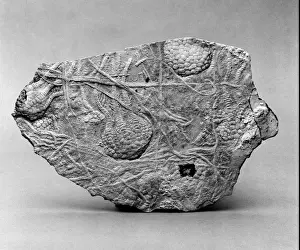 Echinodermata Species Drucke: Uintacrinus, stemless crinoid