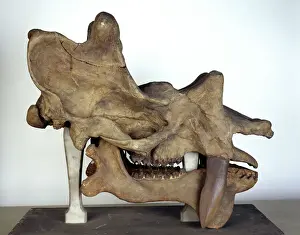 Drucke von Schädel misst 740 mm von links nach rechts. Uintatherium, ein mit einem Hörner ausgestatteter Säugetier des mittleren Oligozän in westlichen USA stand etwa 1,6 m am Schulterbereich hoch Huftiere Drucke: Uratheerium Gehäuse