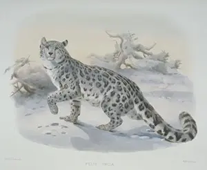 Felidae Species Images Drucke: Uncia uncia, snow leopard