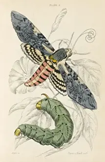 Hawk Moth Species Drucke: Unicorn Hawk Moth
