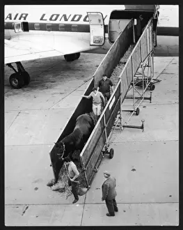 Gatwick Airport History Drucke: Unloading Race Horses