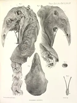 Drucke von Hügellandschwein Hochlandmoa Drucke: Hochlandmoa