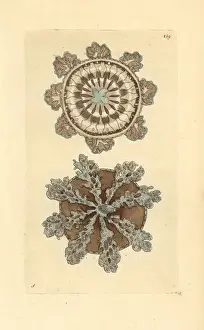 Frederick Nodder Engravings For Sale Drucke: Upside-down jellyfish, Cassiopea andromeda