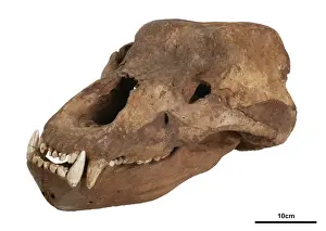 Placental Mammal Bone Structure Drucke: Ursus spelaeus, cave bear