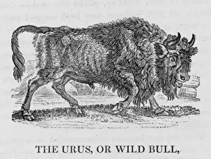 Rare Wildlife Photography Drucke: Urus (Bewick)
