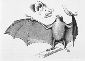 South American Animals Drucke: Vampire Bats / Darwin