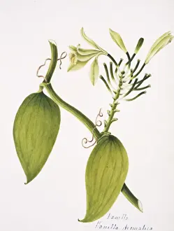 Victorian Orchid Illustration Drucke: Vanilla aromatica, vanilla