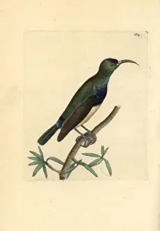 Zoology Historical Prints Drucke: Variable sunbird, Cinnyris venustus