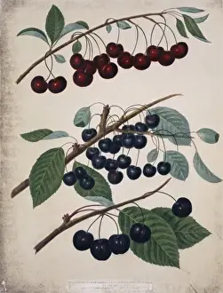 Cherry Varieties Drucke: Three varieties of cherries