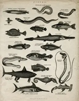 Drucke von Arten von Fischen (Pisces), zu nennen sind: scharfer Ophidium, gestreifter Meer-Schlangenfisch, Kettenstreifenmuroena , Pegasos-Draconis, Conger-Aal, Ostracion quadricornis Meeraal Drucke: Arten von Fischen