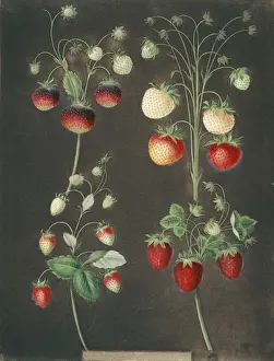 Botany Library Images Drucke: Four varieties of strawberry