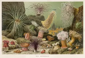 Sea Creatures Images Drucke: Various Anemones