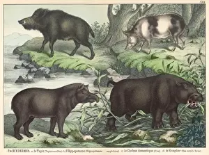 19th Century Animal Prints Drucke: Various animals