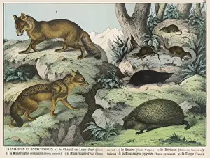 Viele Tiere
