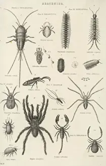 Drucke von Eine Vielzahl von Insekten einschließlich Centipeden und Millepieden Würmer Holzwespen Skorpione Spinnentiere und Zecken Krustentiere Drucke: Viele Spinnentiere
