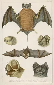 Wildlife Prints For Sale UK Drucke: Various Bats / Fullarton