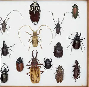 White Background Insect Photos Drucke: Various beetle specimens