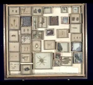 Invertebrate Animals Drucke: Various beetles and arachnids