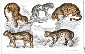 Drucke von Viele wilde Katzen: ein Leopard, eine Nebelkatze, einen Oceloten und eine Sumatraratte. Datum : um 1860 Grauer Leopard Drucke: Viele Großkatzen