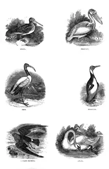Historical Bird Prints Online Drucke: Various birds