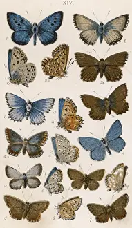 Vintage Butterfly Prints Drucke: Various Butterflies