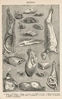 Viele Schnitte von Schafgewebe