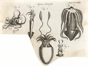 Sea Creatures Photography Drucke: Various Cuttlefish